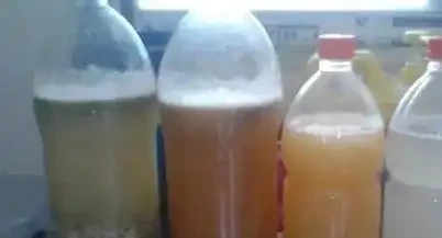 淘米水澆花臭到鄰居敲門?稀釋50倍,黃金葛瘋長亮如蠟