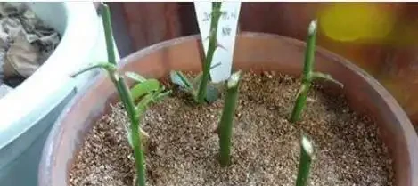 淘米水澆花臭到鄰居敲門?稀釋50倍,黃金葛瘋長亮如蠟