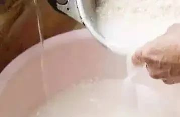 淘米水澆花臭到鄰居敲門?稀釋50倍,黃金葛瘋長亮如蠟