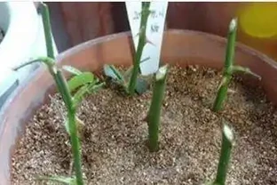 淘米水澆花臭到鄰居敲門？稀釋50倍，黃金葛瘋長亮如蠟