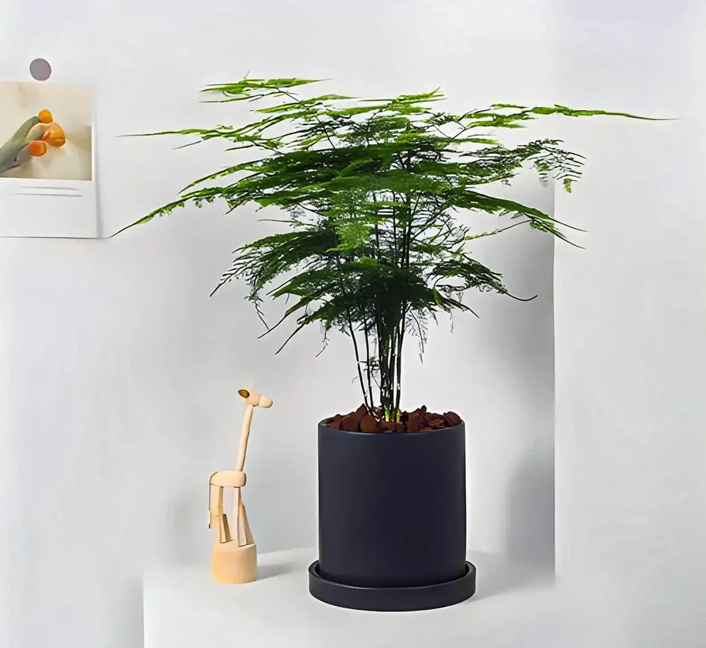 文竹黃葉補救辦法?黃葉文竹別扔!廚房3樣救命水,7天逆襲