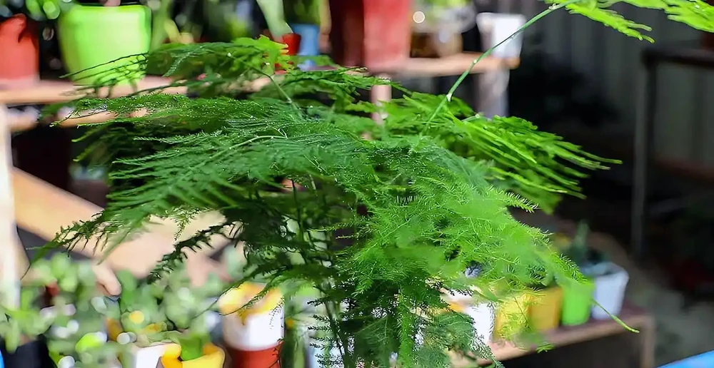 文竹黃葉補救辦法?黃葉文竹別扔!廚房3樣救命水,7天逆襲