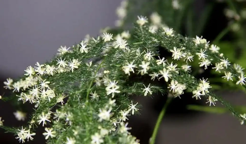 文竹黃葉補救辦法?黃葉文竹別扔!廚房3樣救命水,7天逆襲