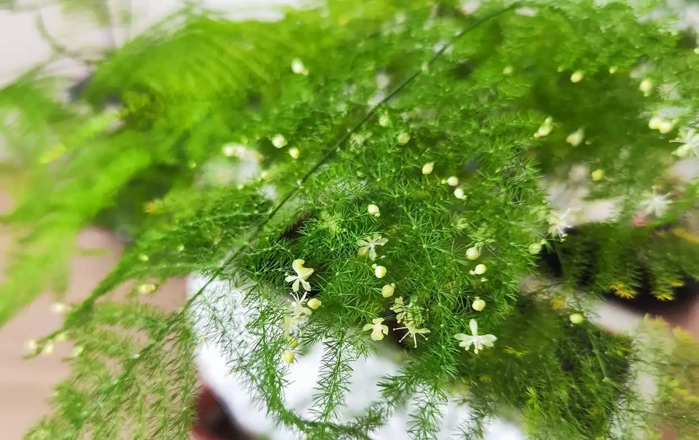 文竹黃葉補救辦法?黃葉文竹別扔!廚房3樣救命水,7天逆襲
