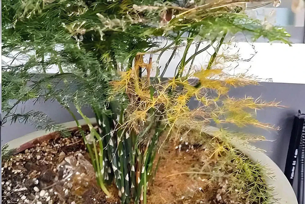 文竹黃葉補救辦法?黃葉文竹別扔!廚房3樣救命水,7天逆襲