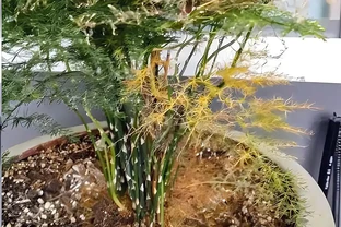 文竹黃葉補救辦法？黃葉文竹別扔！廚房3樣救命水，7天逆襲