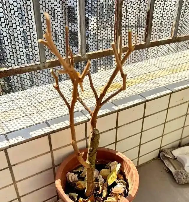 陽臺養九重葛5年!我退坑了:曾以為的歲月靜好,實則不堪重負~