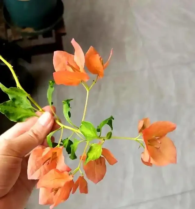 陽臺養九重葛5年!我退坑了:曾以為的歲月靜好,實則不堪重負~