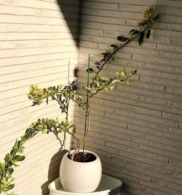 陽臺養九重葛5年!我退坑了:曾以為的歲月靜好,實則不堪重負~