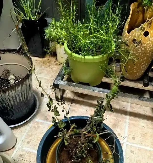 陽臺養九重葛5年!我退坑了:曾以為的歲月靜好,實則不堪重負~