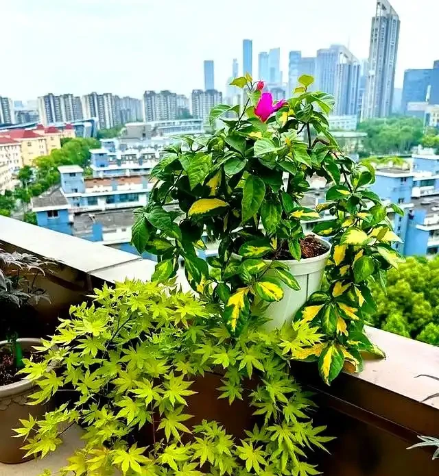 陽臺養九重葛5年!我退坑了:曾以為的歲月靜好,實則不堪重負~