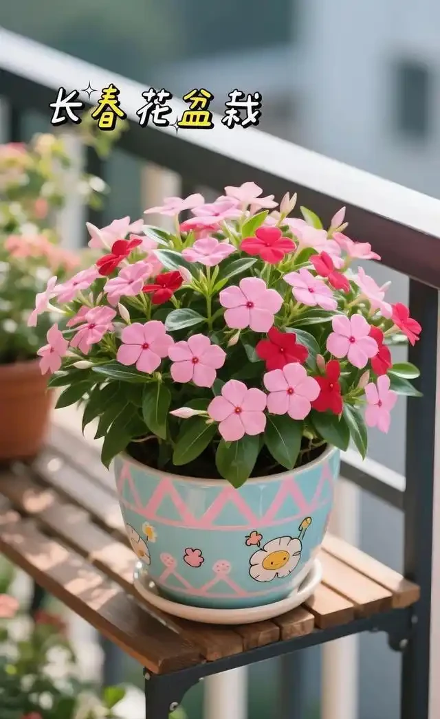 日日春:365天開花的「日日春」,這樣養從不錯過開花期!