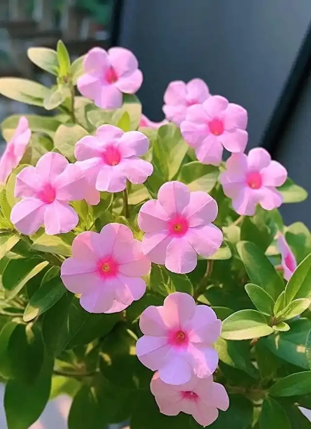 日日春:365天開花的「日日春」,這樣養從不錯過開花期!