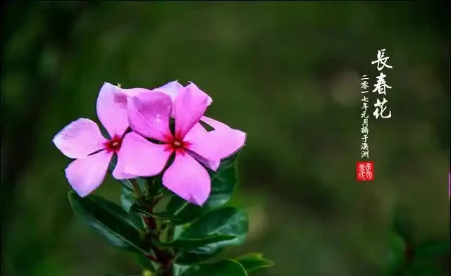 日日春:365天開花的「日日春」,這樣養從不錯過開花期!