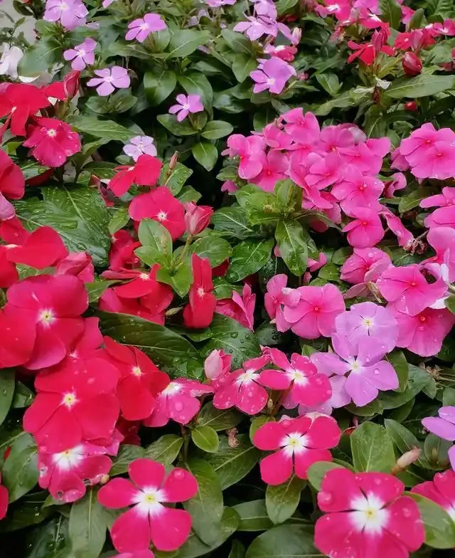 日日春:365天開花的「日日春」,這樣養從不錯過開花期!