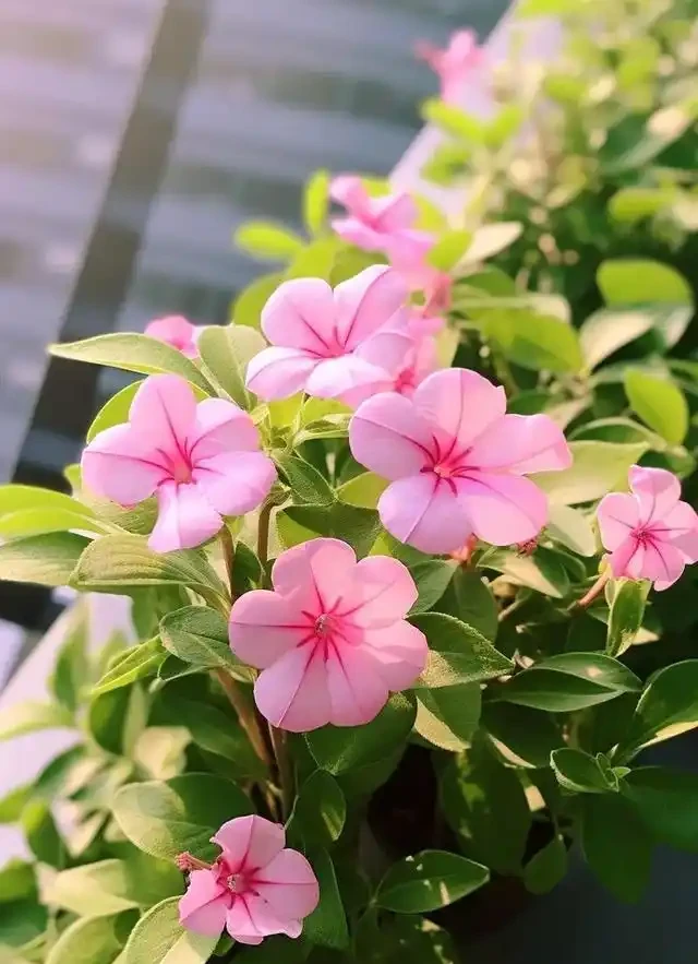 日日春:365天開花的「日日春」,這樣養從不錯過開花期!
