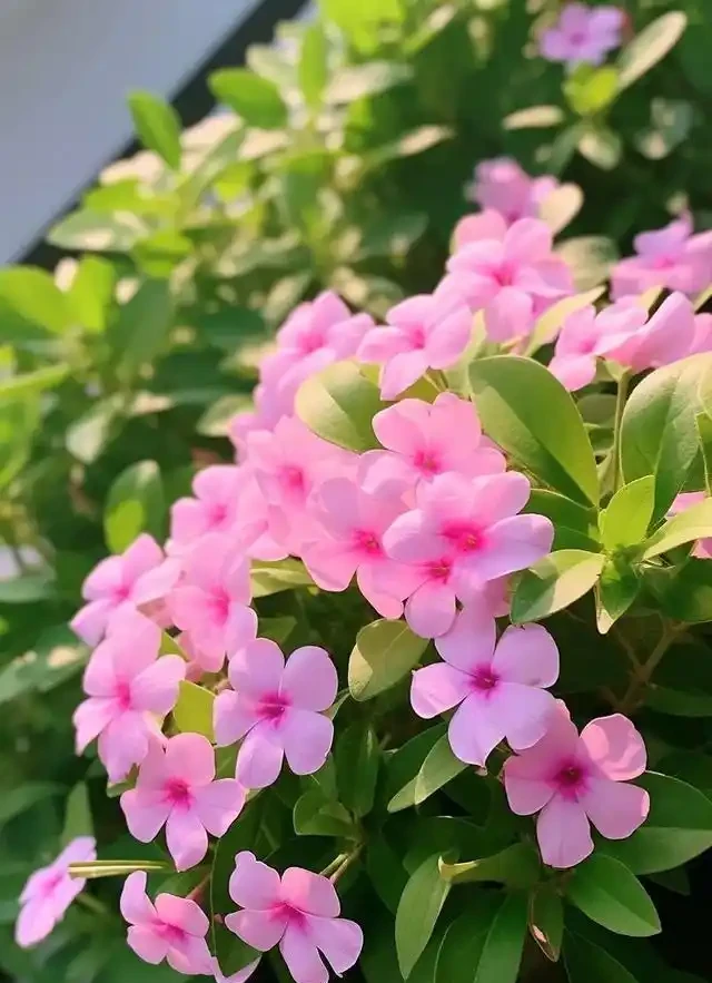 日日春：365天開花的「日日春」，這樣養從不錯過開花期！