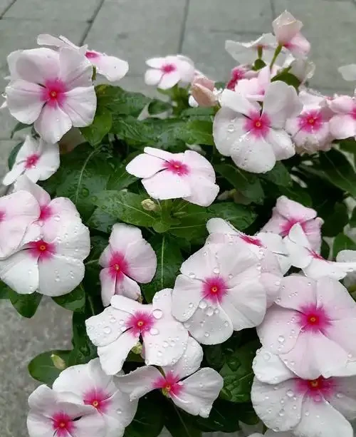 日日春:365天開花的「日日春」,這樣養從不錯過開花期!