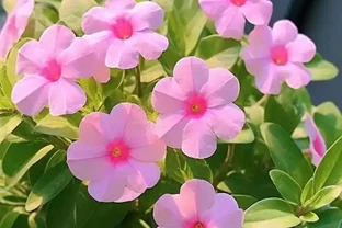 日日春：365天開花的「日日春」，這樣養從不錯過開花期！