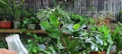 家裡養花總髮黃？一勺醋水澆下去，葉綠花開爆滿盆！