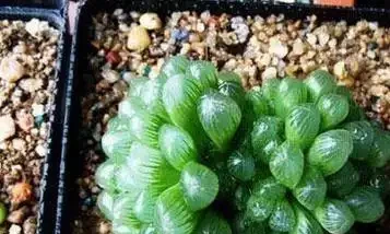家裡養花總髮黃？一勺醋水澆下去，葉綠花開爆滿盆！