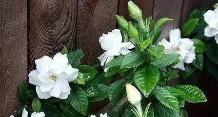 家裡養花總髮黃？一勺醋水澆下去，葉綠花開爆滿盆！