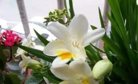 家裡養花總髮黃？一勺醋水澆下去，葉綠花開爆滿盆！