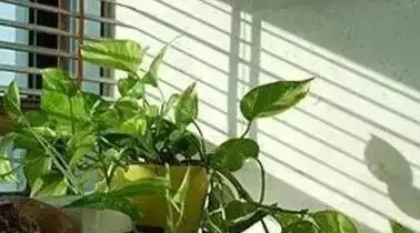家裡養花總髮黃？一勺醋水澆下去，葉綠花開爆滿盆！