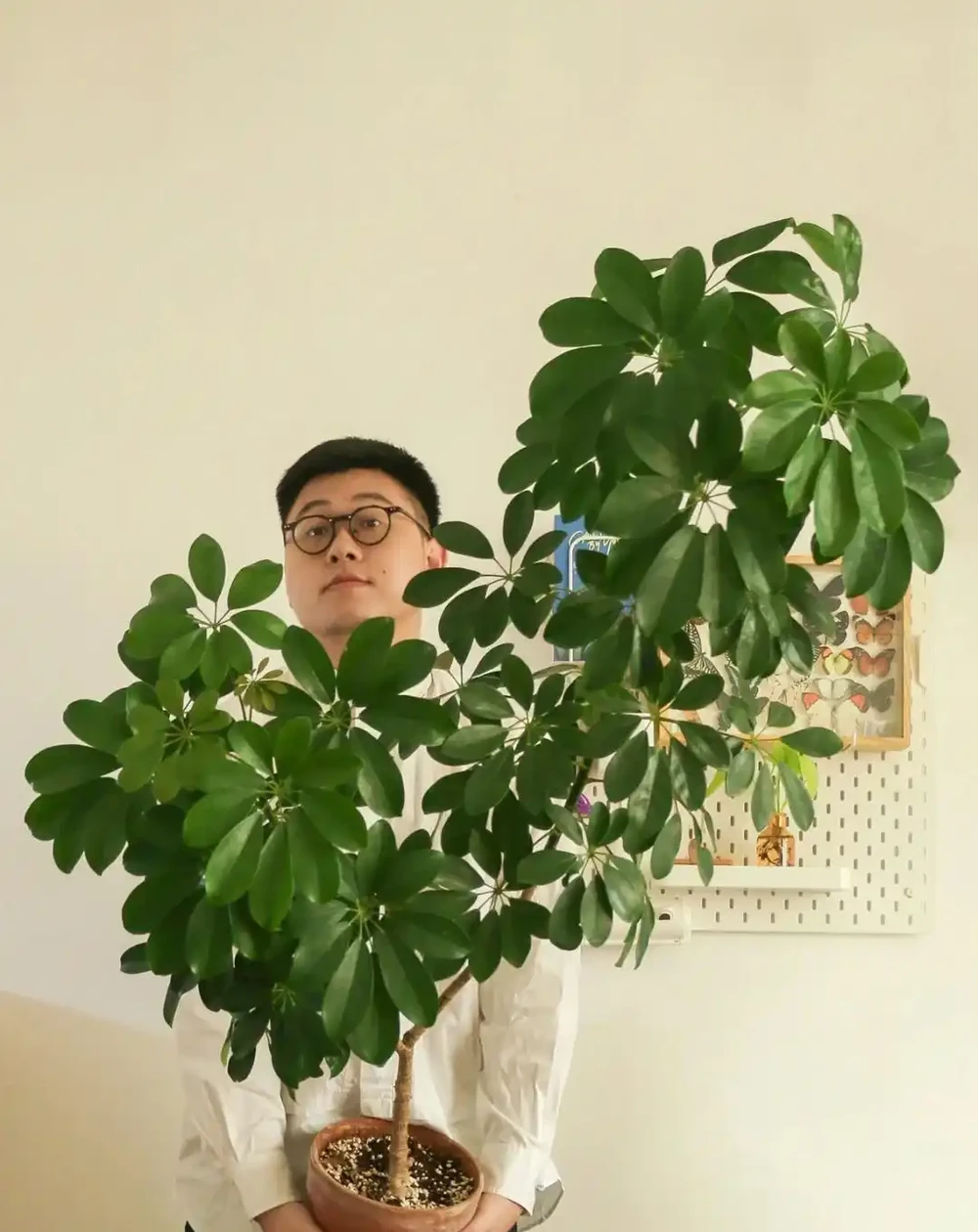 小夥曬「老媽養11年的鵝掌藤」，堪比小樹，鬱郁蔥蔥，太不科學了