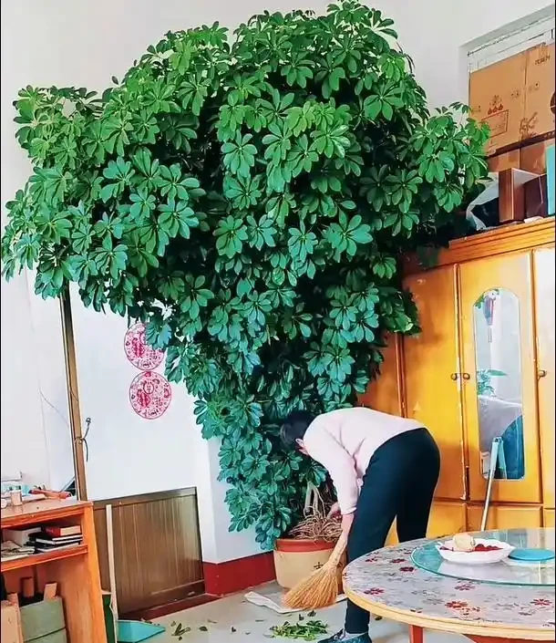 小夥曬「老媽養11年的鵝掌藤」，堪比小樹，鬱郁蔥蔥，太不科學了