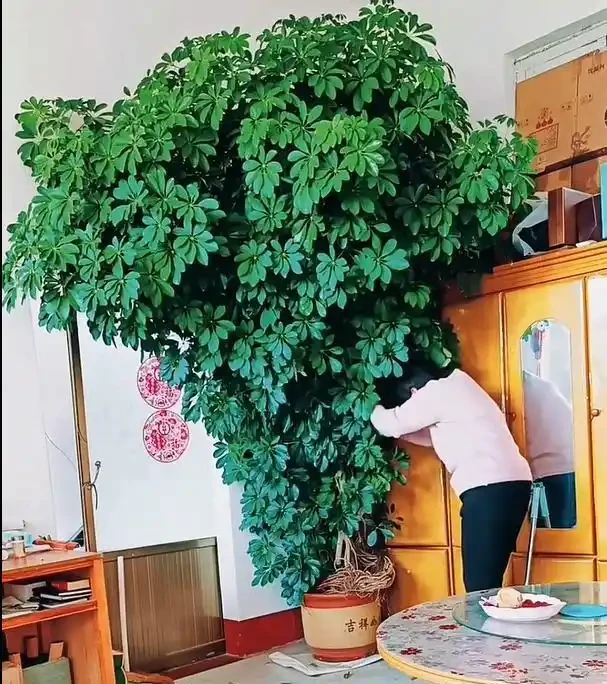 小夥曬「老媽養11年的鵝掌藤」，堪比小樹，鬱郁蔥蔥，太不科學了