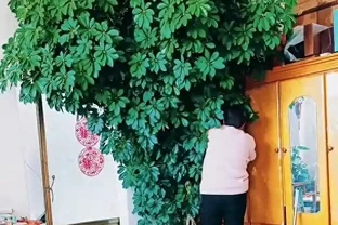 小夥曬「老媽養11年的鵝掌藤」，堪比小樹，鬱郁蔥蔥，太不科學了