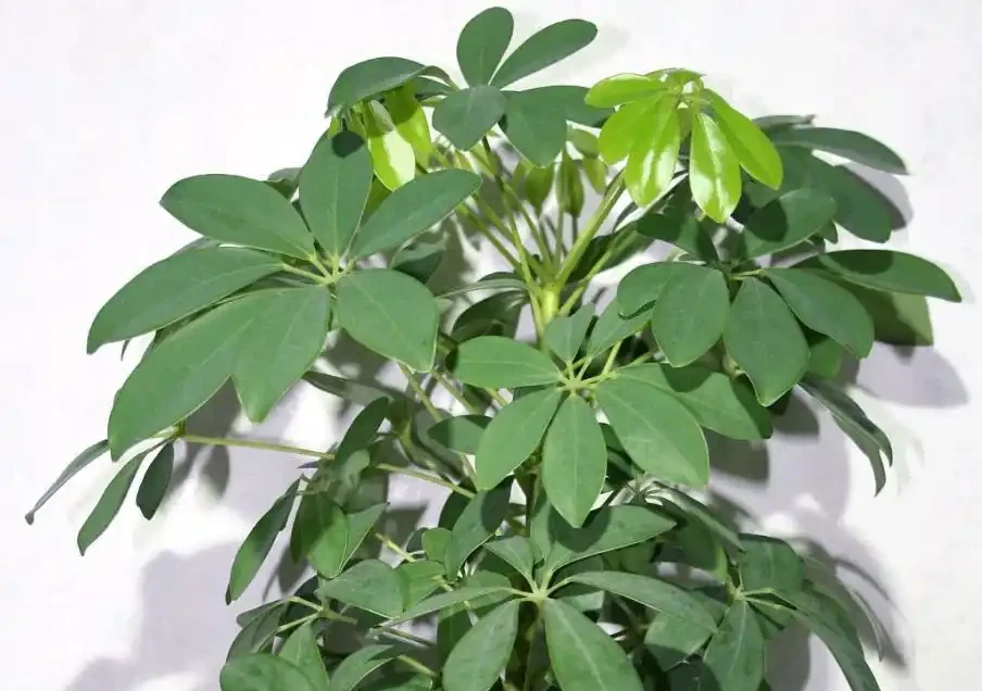 修剪鵝掌藤,牢記3要點,枝繁葉茂超簡單!