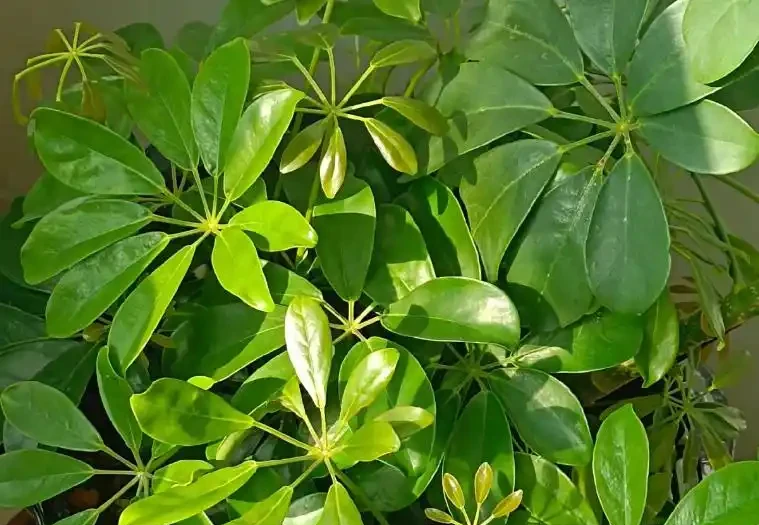 修剪鵝掌藤,牢記3要點,枝繁葉茂超簡單!