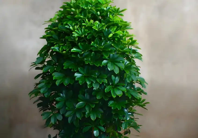修剪鵝掌藤,牢記3要點,枝繁葉茂超簡單!