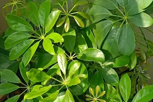 修剪鵝掌藤，牢記3要點，枝繁葉茂超簡單！
