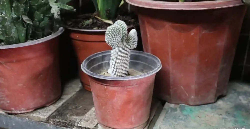 仙人掌施肥方法，用什麼肥好