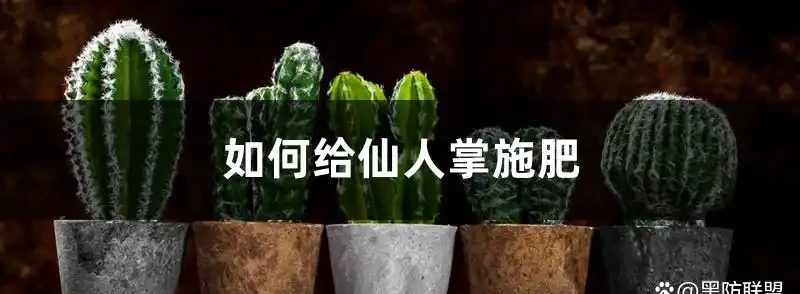 仙人掌施肥方法，用什麼肥好