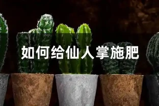 仙人掌施肥方法，用什麼肥好