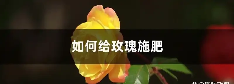 玫瑰施肥方法,用什麼肥好