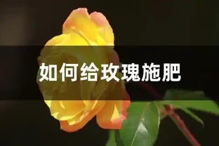 玫瑰施肥方法，用什麼肥好