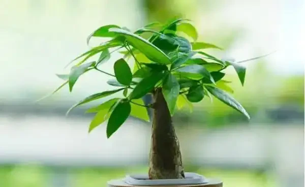 發財樹葉子發焉下垂、葉片掉落怎麼回事?如何養好發財樹