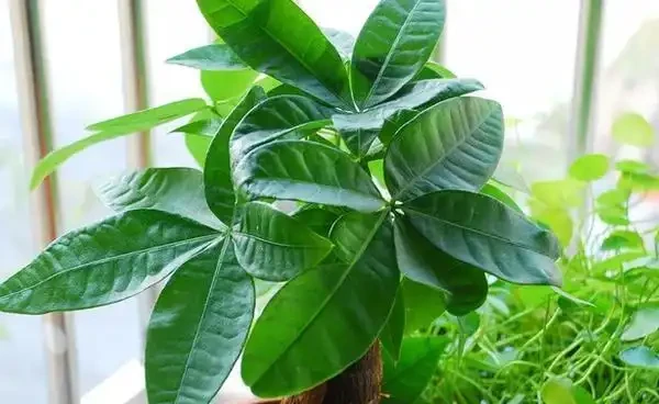 發財樹葉子發焉下垂、葉片掉落怎麼回事?如何養好發財樹