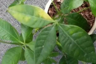 發財樹葉子發焉下垂、葉片掉落怎麼回事？如何養好發財樹
