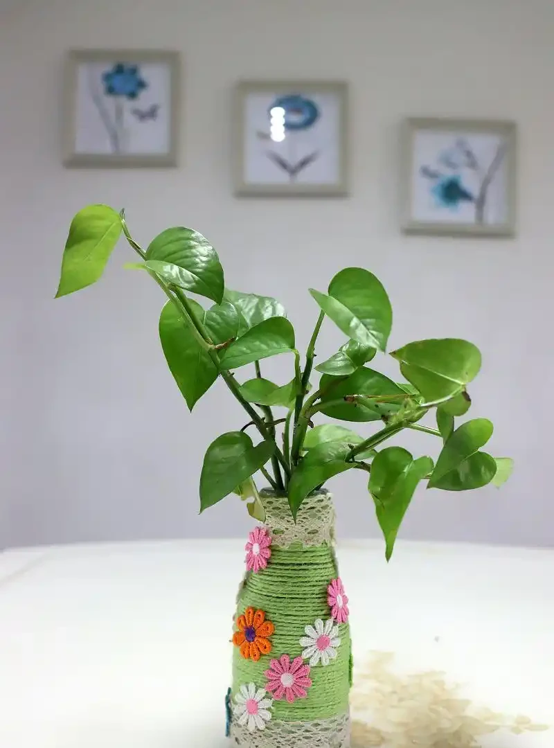 黃金葛發黃怎麼辦才能變綠?黃金葛發黃急救指南:簡單三步重現翠綠