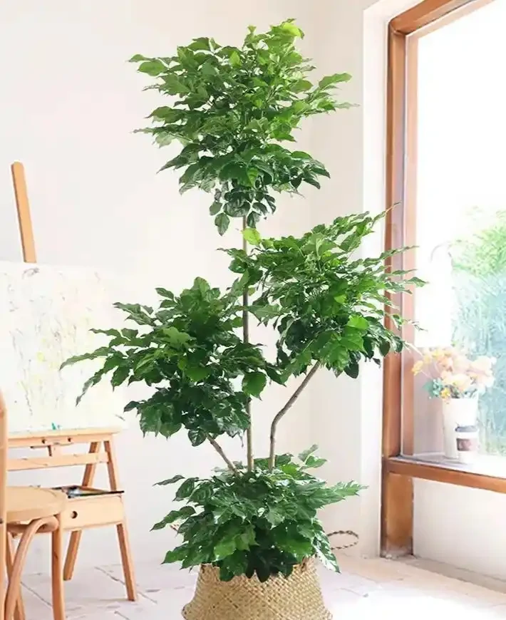 幸福樹養出美感有妙招，除了用心養，「造型」也超關鍵