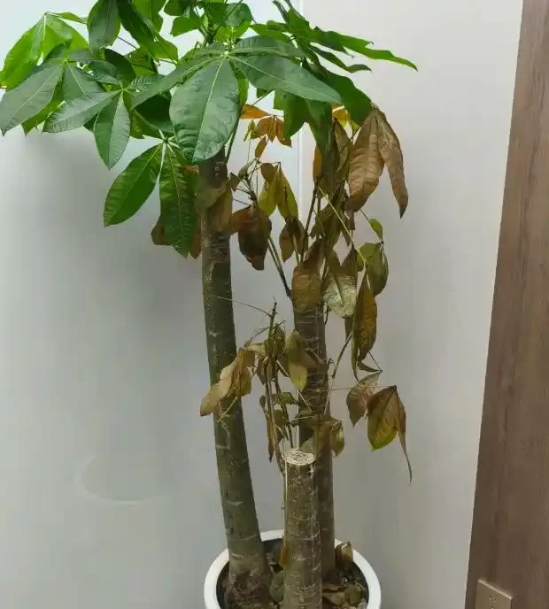 發財樹乾枯了怎麼救活