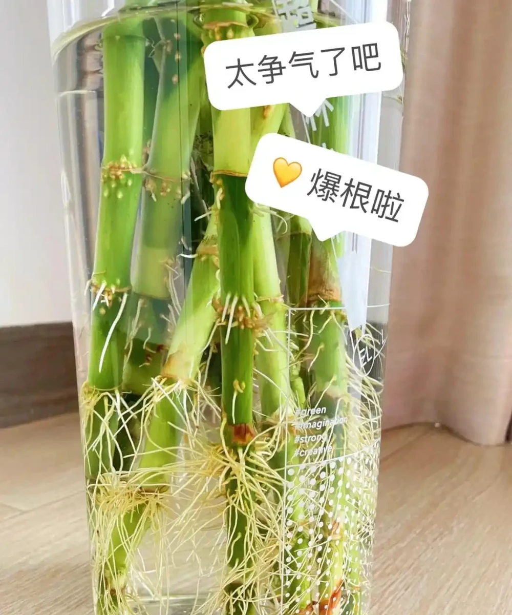 養花8年,我建議你養這10種綠植,室內不曬太陽也長得很漂亮