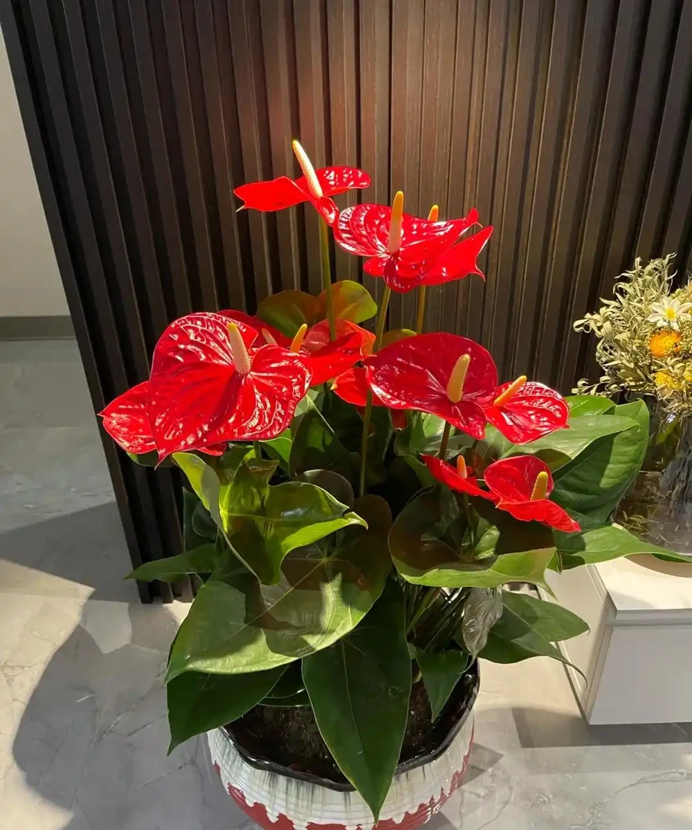 養花8年,我建議你養這10種綠植,室內不曬太陽也長得很漂亮