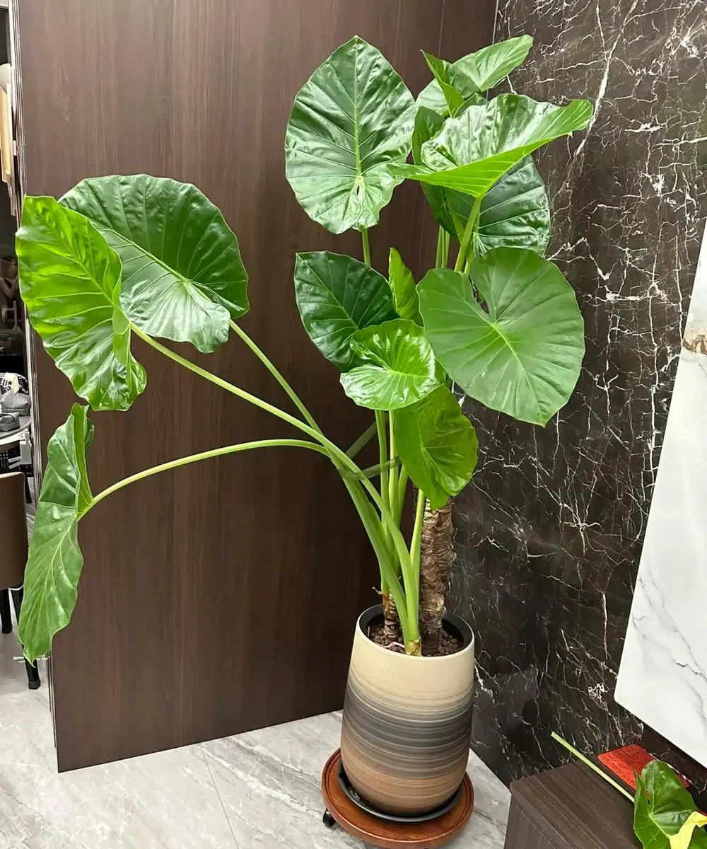 養花8年,我建議你養這10種綠植,室內不曬太陽也長得很漂亮